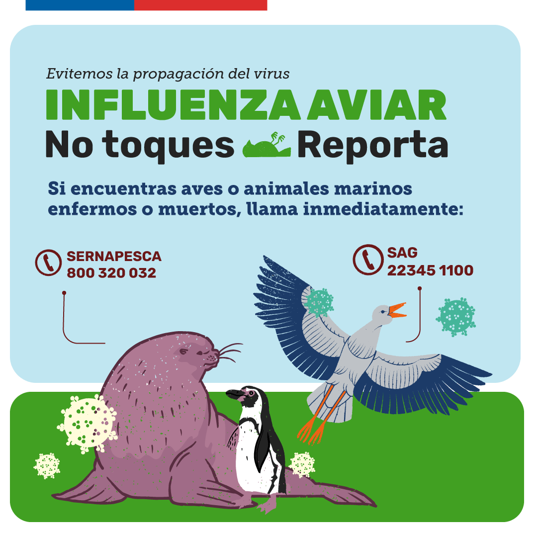 Influenza Aviar